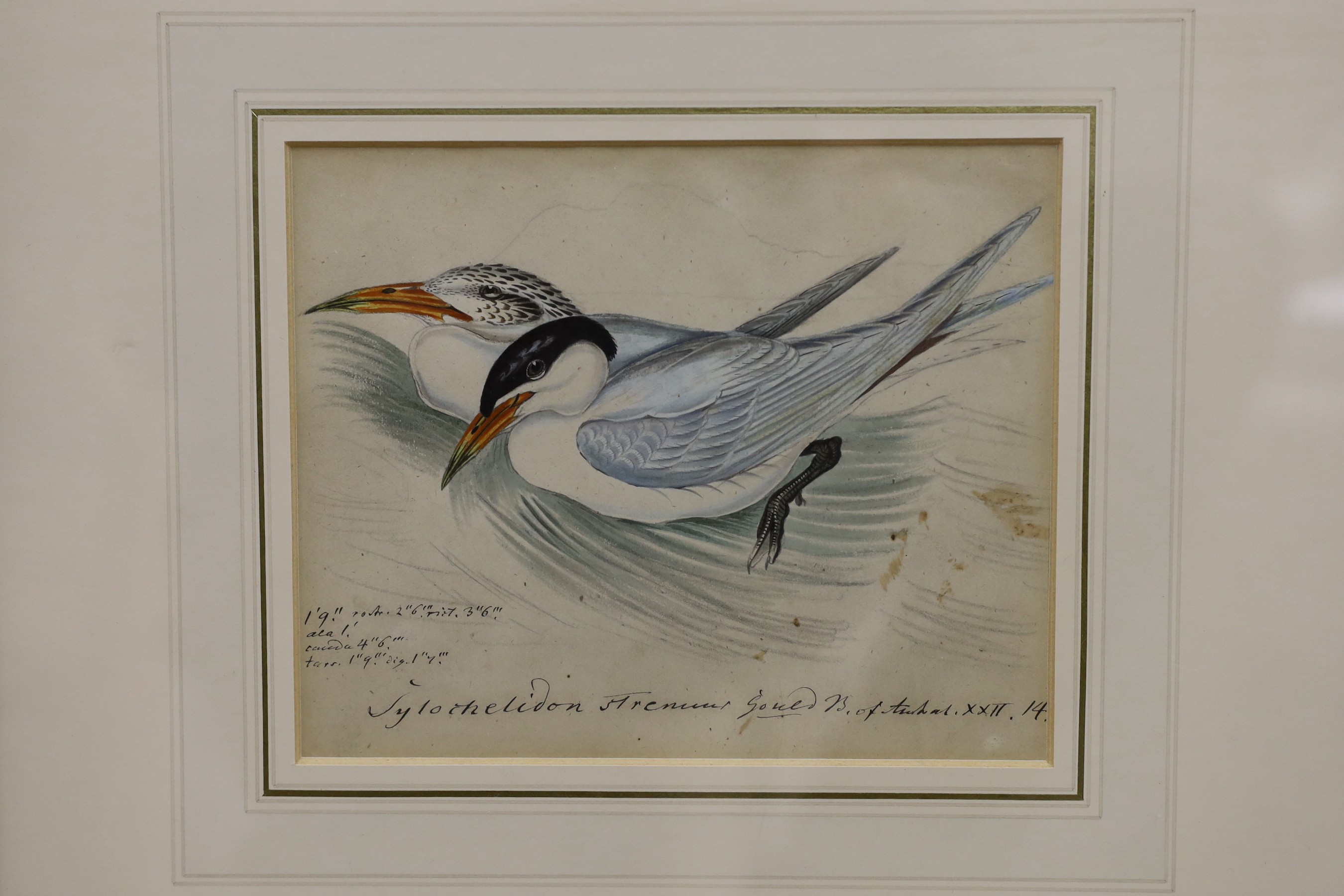 19th century English School, five ink and watercolour studies of birds after Goulds' Birds of Australia, largest 23 x 16cm